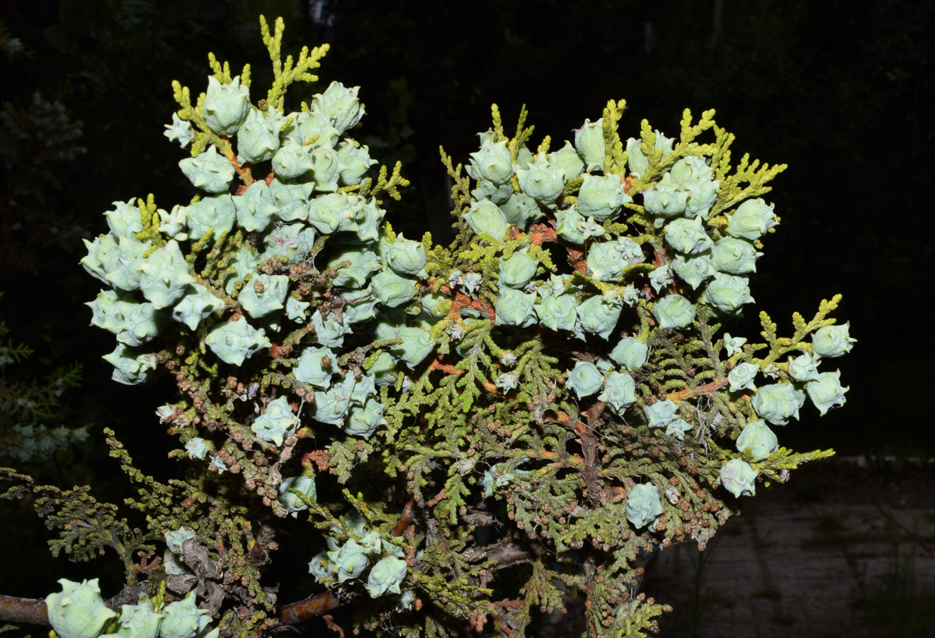 Изображение особи Platycladus orientalis.