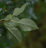 Rhamnus cathartica