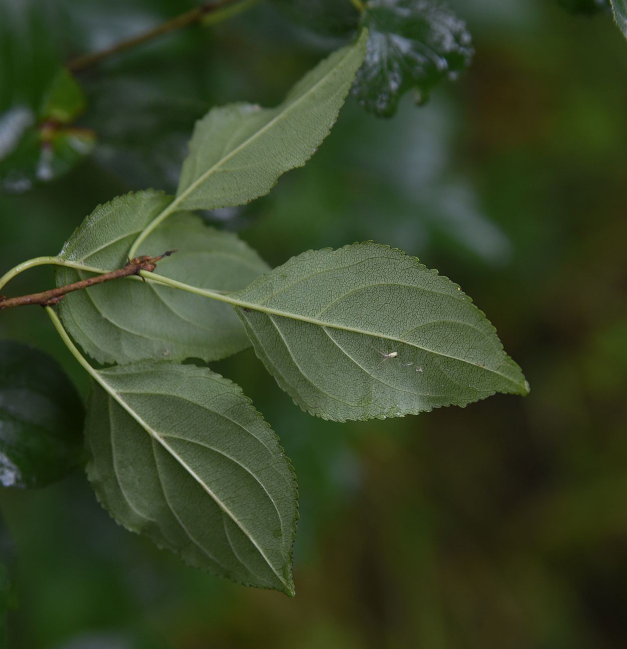 Image of Rhamnus cathartica specimen.