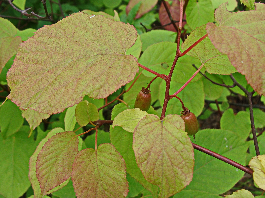 Image of Actinidia kolomikta specimen.