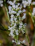 Goniolimon elatum. Часть соцветия. Оренбургская обл., Саракташский р-н, хр. Карамурунтау, луговой склон. 07.07.2023.