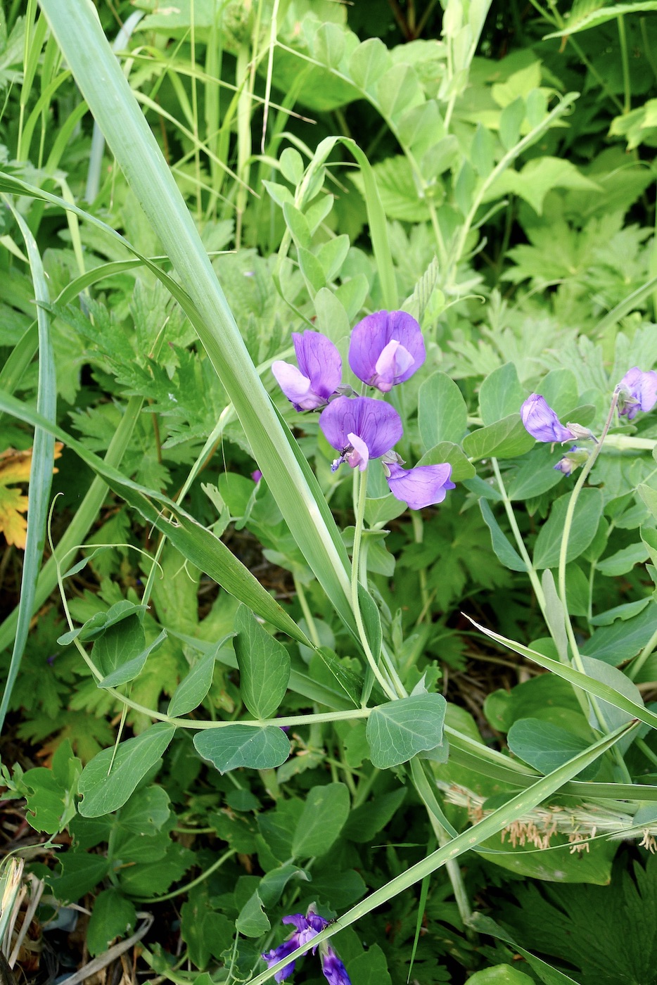 Image of Lathyrus japonicus specimen.