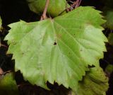 Vitis acerifolia