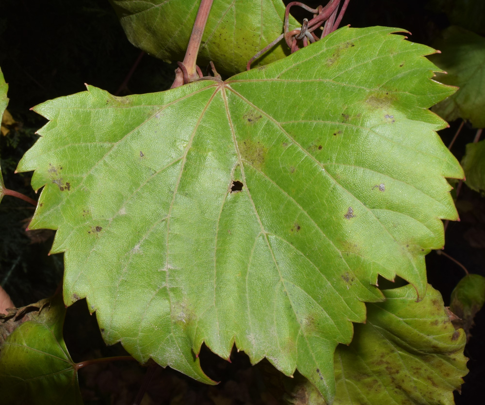 Image of Vitis acerifolia specimen.