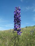 Delphinium dictyocarpum. Соцветие. Казахстан, Восточно-Казахстанская обл., Уланский р-н, Калбинское нагорье, массив Айыртау, закустаренный участок степи. 29 июня 2024 г.