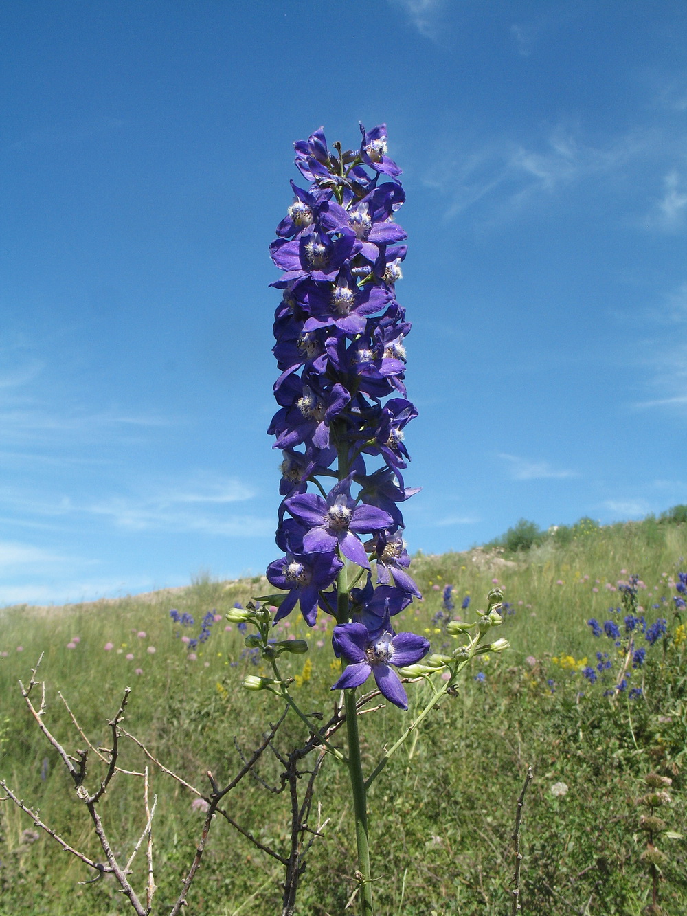 Изображение особи Delphinium dictyocarpum.