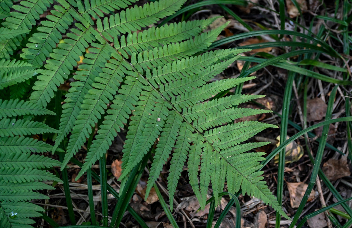 Image of Dryopteris filix-mas specimen.