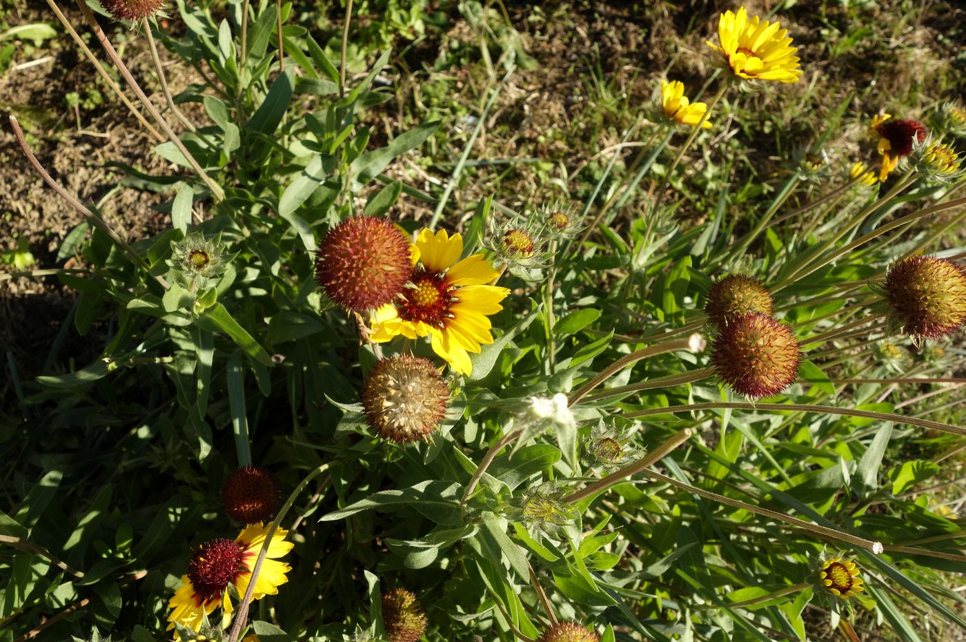 Image of Gaillardia aristata specimen.