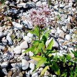 Eupatorium cannabinum