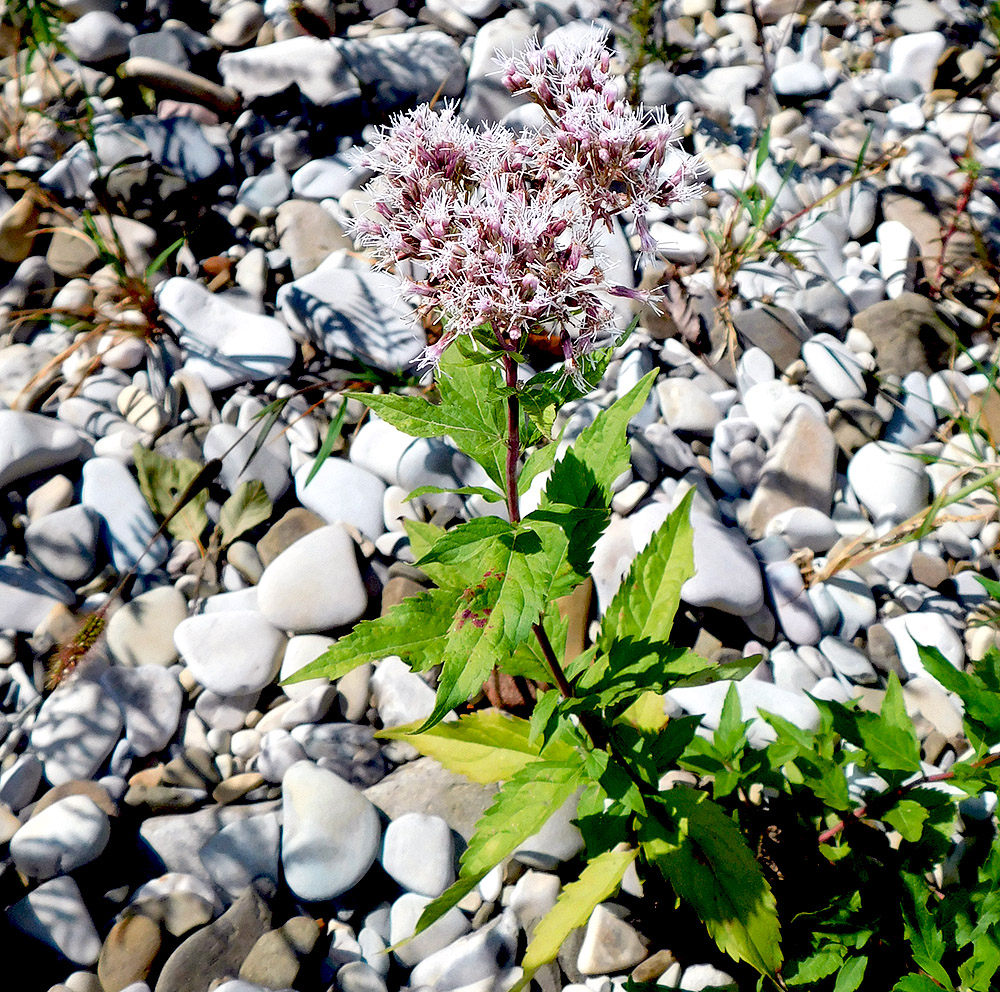 Изображение особи Eupatorium cannabinum.