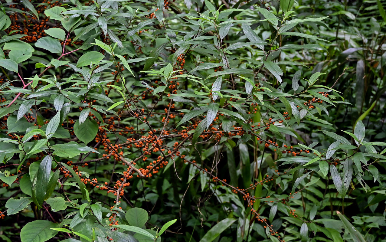 Image of Debregeasia longifolia specimen.