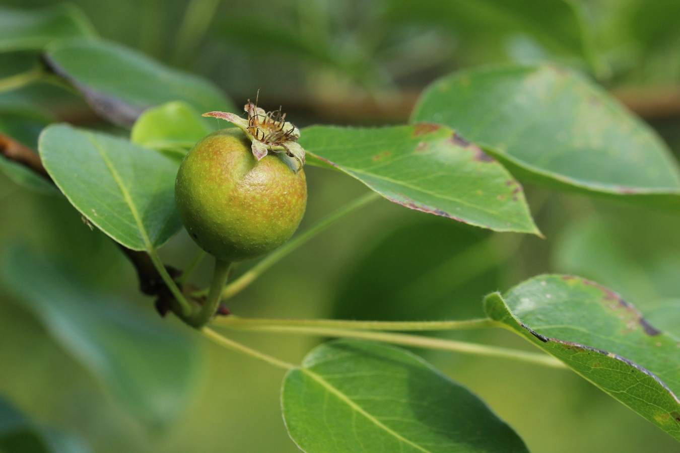 Изображение особи Pyrus pyraster.