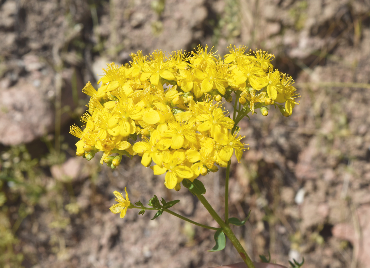 Изображение особи Hypericum scabrum.