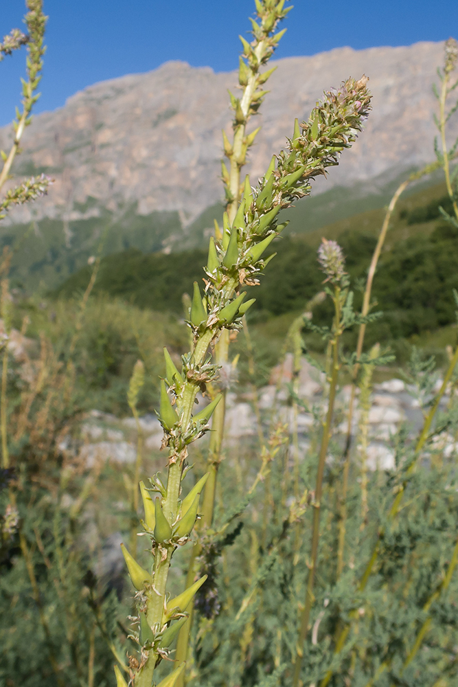 Изображение особи Myricaria bracteata.
