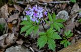 View full-size image Cardamine quinquefolia