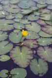 Смотреть изображение Nymphoides peltata
