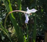 View full-size image Gladiolus murielae