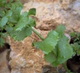 Смотреть изображение Arabis nordmanniana