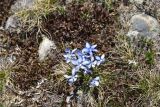 View full-size image genus Gentiana