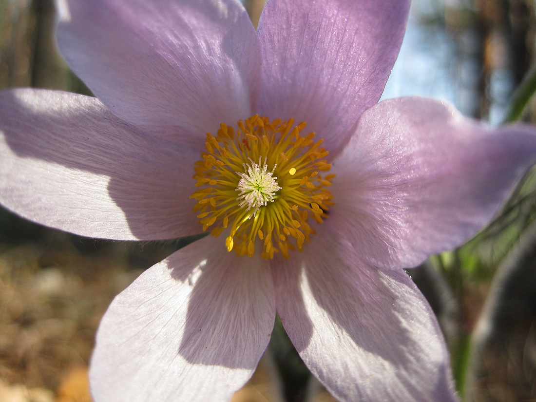 Изображение особи Pulsatilla patens.