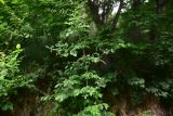 View full-size image Clematis vitalba