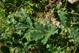 View full-size image Quercus petraea