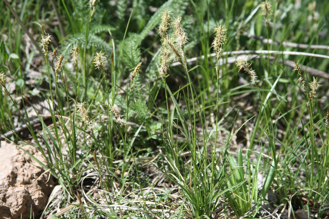 Изображение особи Carex turkestanica.