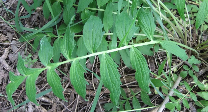 Image of Valeriana officinalis specimen.