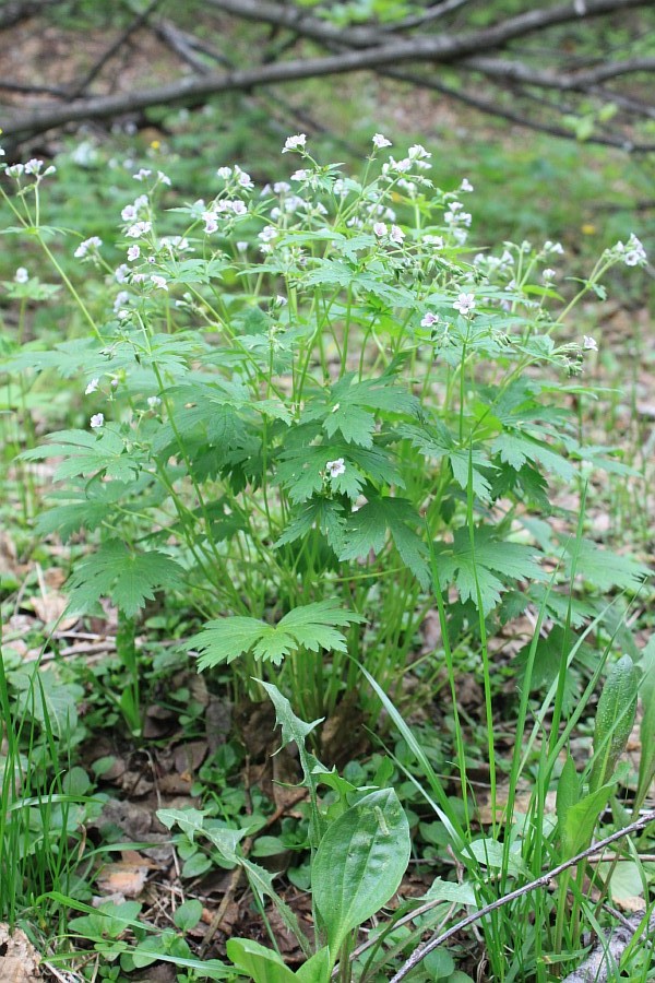 Image of Geranium krylovii specimen.