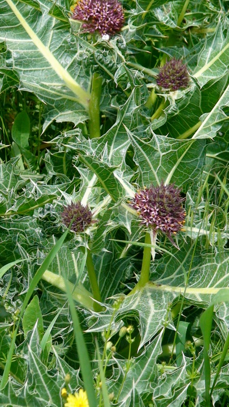 Image of Gundelia armeniaca specimen.