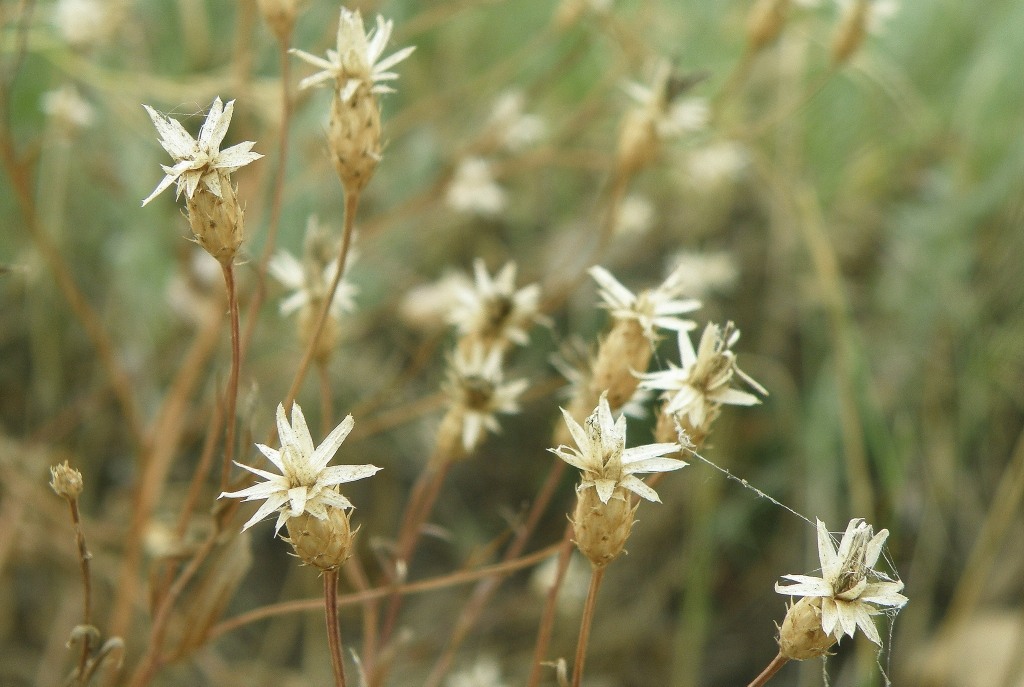 Image of Klasea erucifolia specimen.