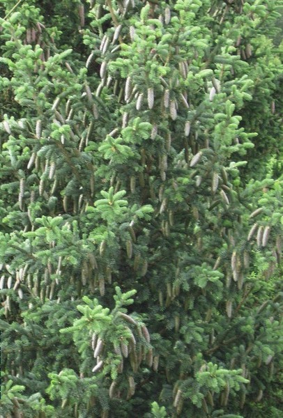 Image of Picea obovata specimen.