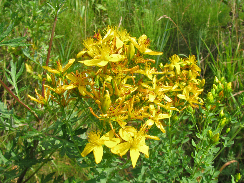 Image of Hypericum perforatum specimen.