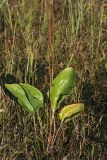 Plantago maxima. Плодоносящее растение. Республика Татарстан, национальный парк \"Нижняя Кама\", Елабужские луга. 29.08.2011.