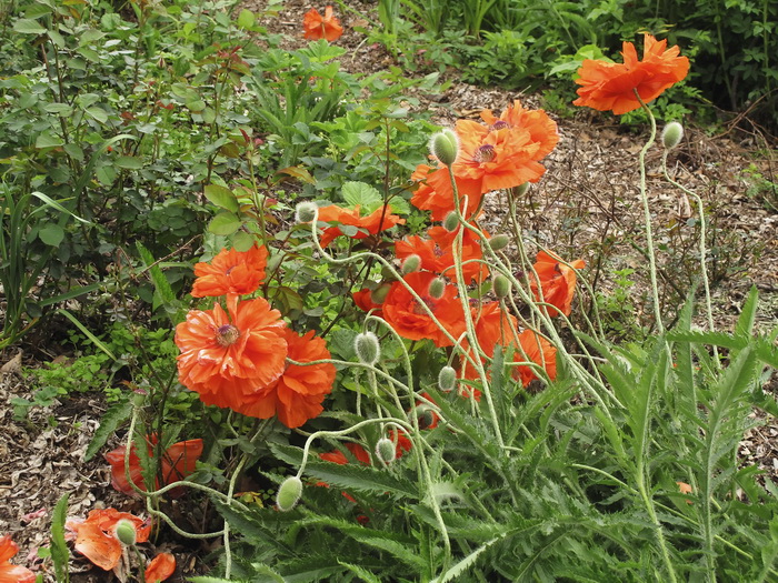 Изображение особи род Papaver.