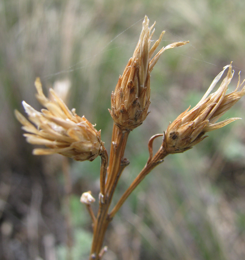 Image of Saussurea salicifolia specimen.