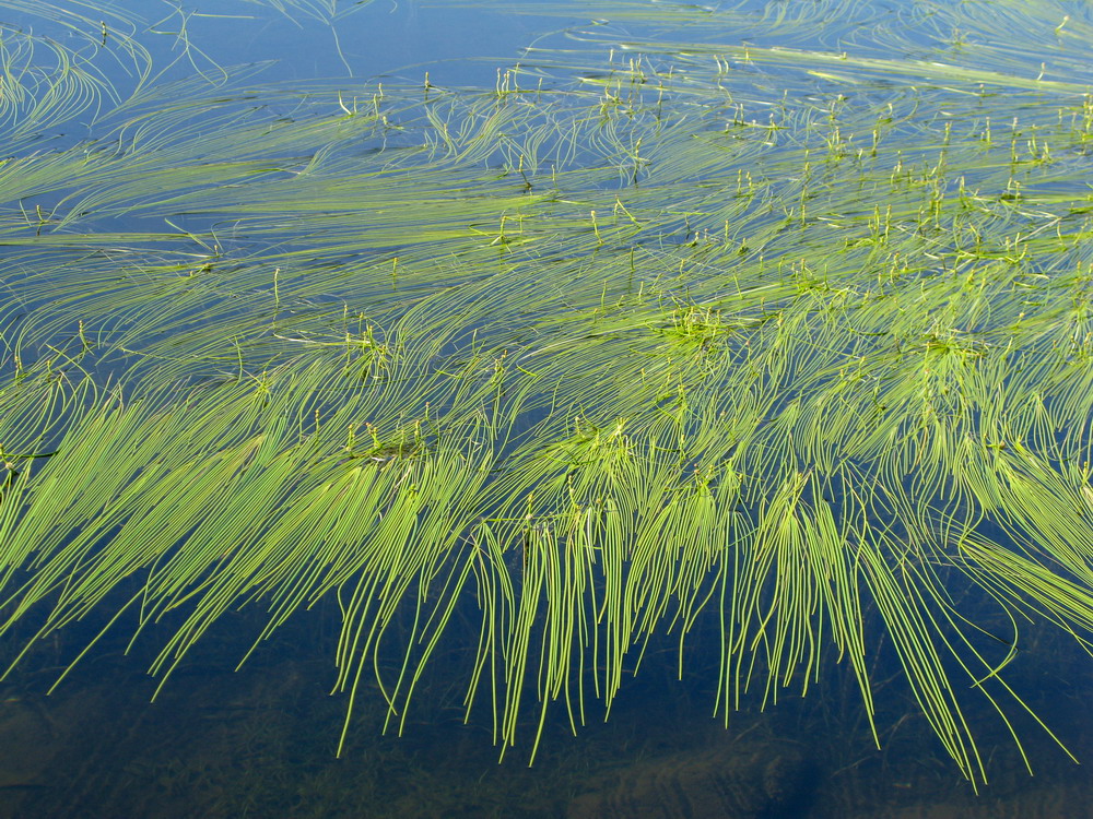 Image of Sparganium gramineum specimen.