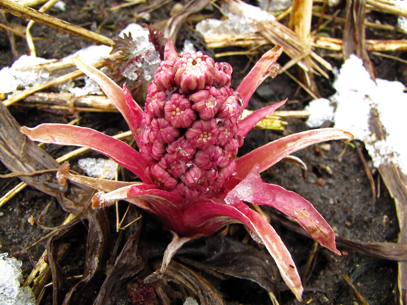 Image of Petasites hybridus specimen.