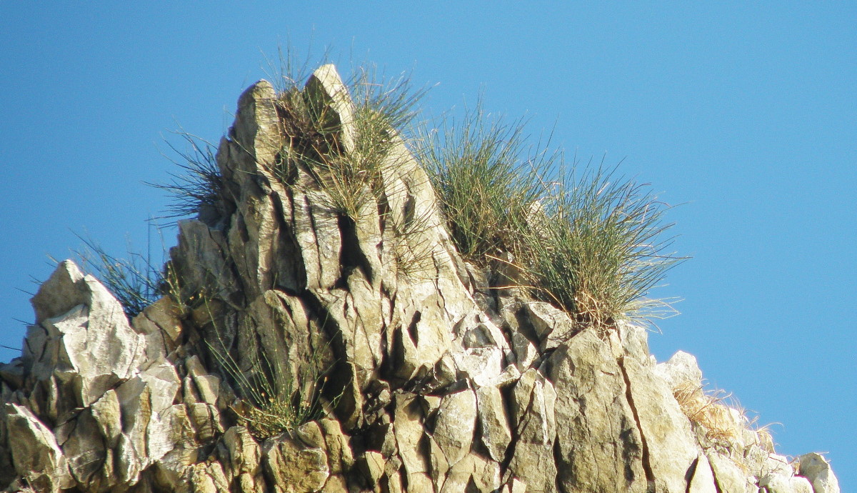 Image of Ephedra distachya specimen.