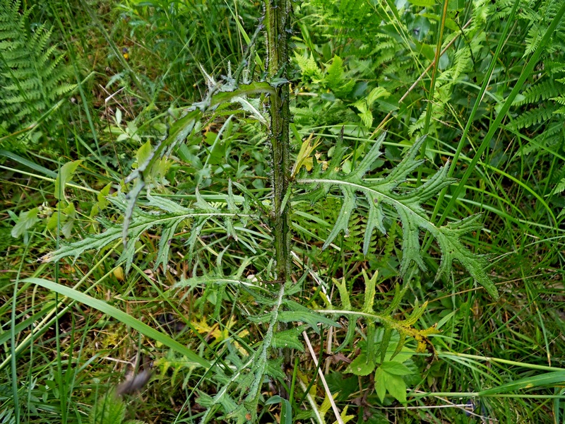 Image of Cirsium palustre specimen.