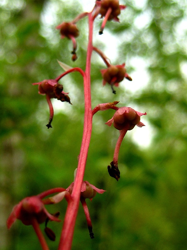 Image of Pyrola incarnata specimen.