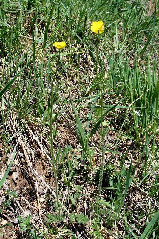 Image of Ranunculus komarovii specimen.