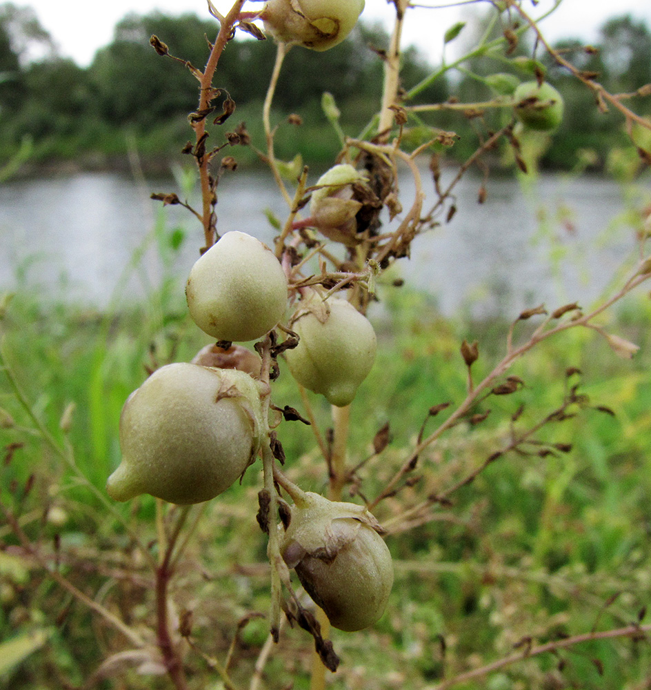 Image of Veronica anagallis-aquatica specimen.