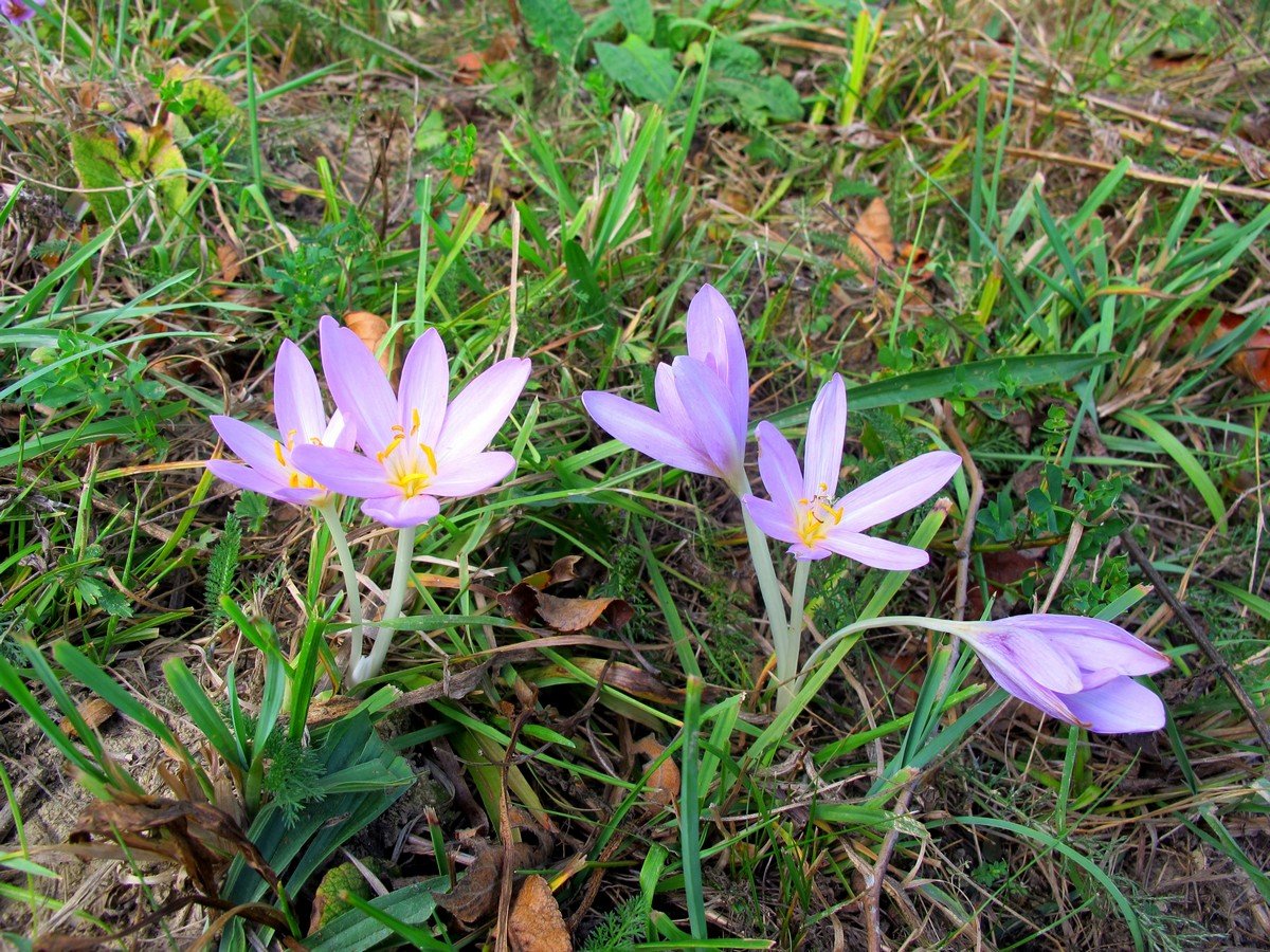 Изображение особи Colchicum autumnale.