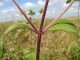 Sigesbeckia orientalis