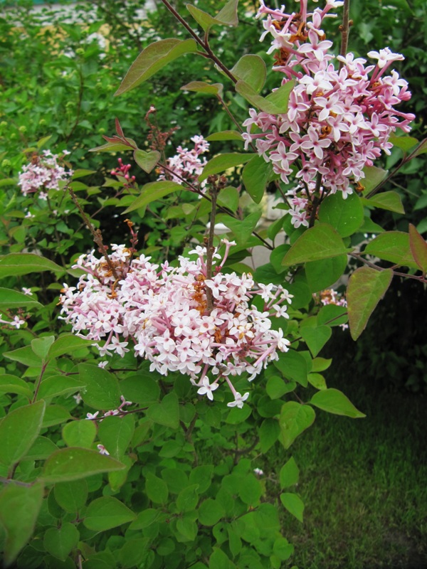 Image of genus Syringa specimen.