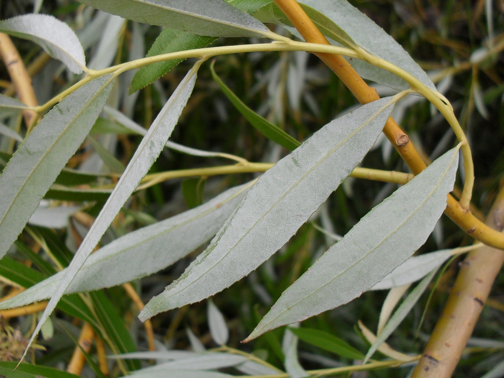 Image of Salix &times; blanda specimen.