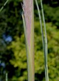 Cortaderia selloana. Основание развивающегося соцветия ('Argentia'). Германия, г. Krefeld, ботанический сад. 16.09.2012.