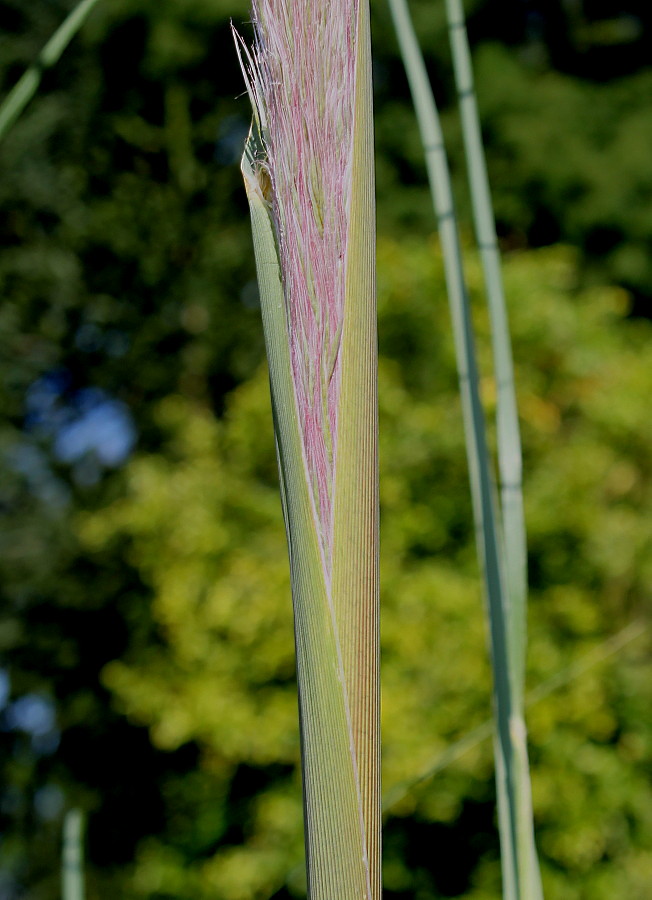 Image of Cortaderia selloana specimen.