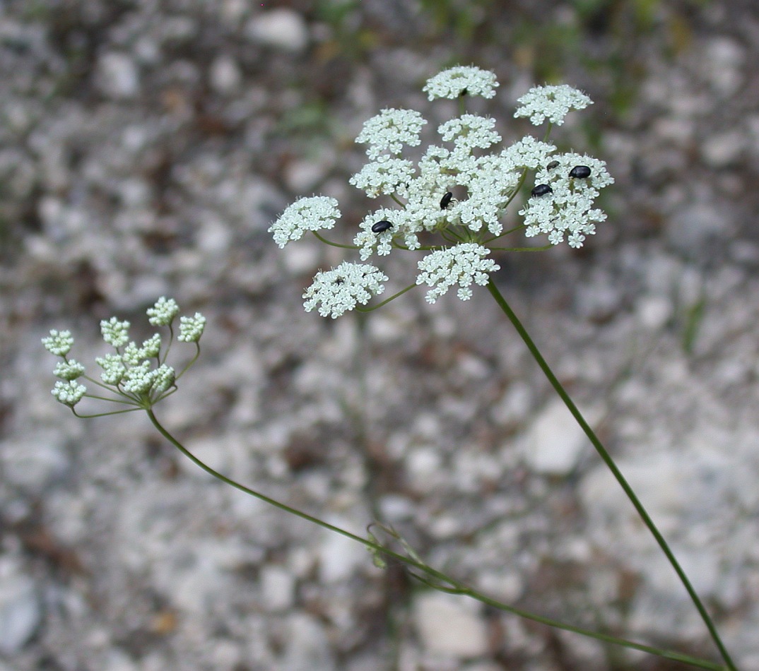 Изображение особи Pimpinella peregrina.